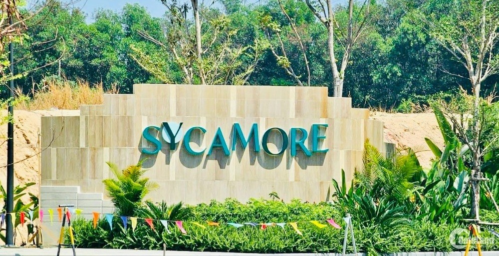 Sycamore